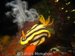 Nudi on a pedestal.

Canon IXUS 800IS with Canon Housin... by James Mcmahon 